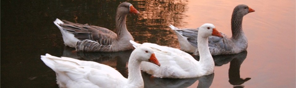 Ferienhaus Augustfehn