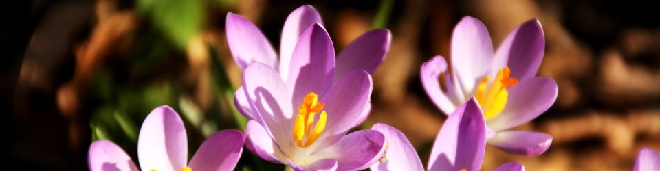 Ferienhaus Augustfehn