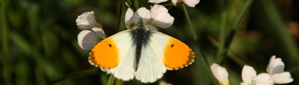 Ferienhaus Augustfehn